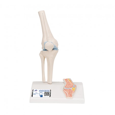 Mini-articulación de la rodilla con corte transversal, sobre base - 3B Smart Anatomy