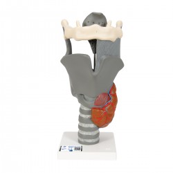 Larynx fonctionnel, 2,5 fois sa taille naturelle - 3B Smart Anatomy