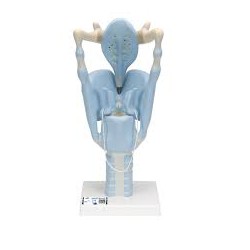 Larynx fonctionnel, 3 fois sa taille naturelle - 3B Smart Anatomy