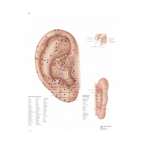 Acupuntura de la oreja