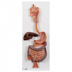 Système digestif, en 2 pièces - 3B Smart Anatomy