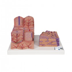 3B MICROanatomy™ Hígado - 3B Smart Anatomy