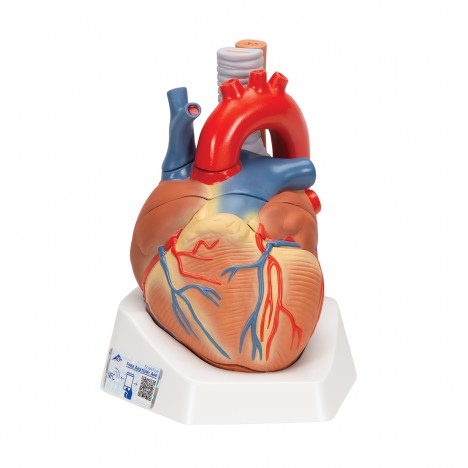 Coeur, en 7 morceaux - 3B Smart Anatomy