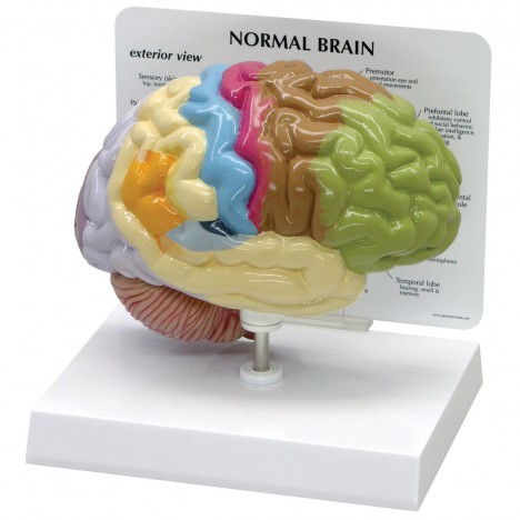 Modelo de medio cerebro