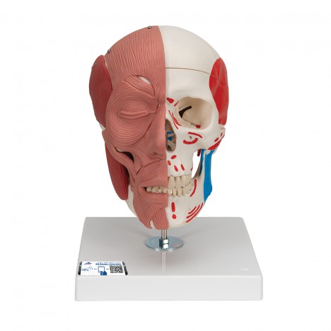 Crâne avec muscles faciaux - 3B Smart Anatomy