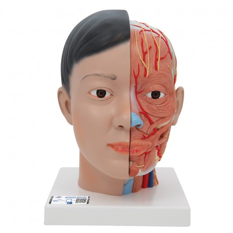 Tête (asiatique) avec cou, 4 pièces - 3B Smart Anatomy