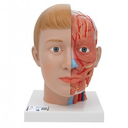 Tête avec cou, 4 pièces - 3B Smart Anatomy