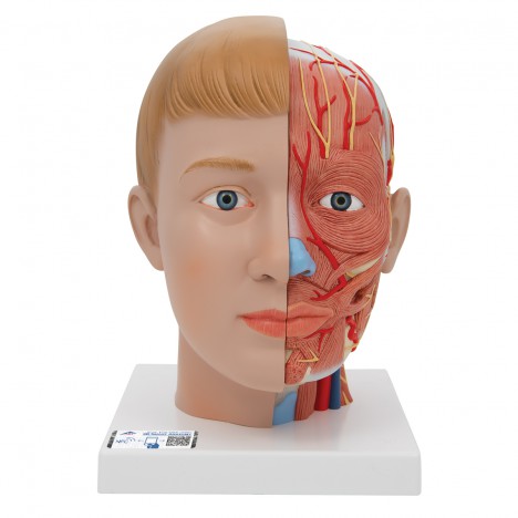 Tête avec cou, 4 pièces - 3B Smart Anatomy