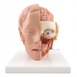 Modèle de tête, 6 pièces - 3B Smart Anatomy