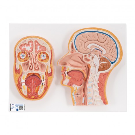 Section médiane et frontale de la tête - 3B Smart Anatomy