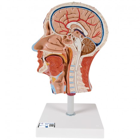 Demi-tête avec musculature - 3B Smart Anatomy