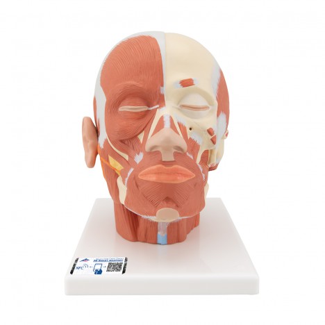 Musculature de la tête - 3B Smart Anatomy