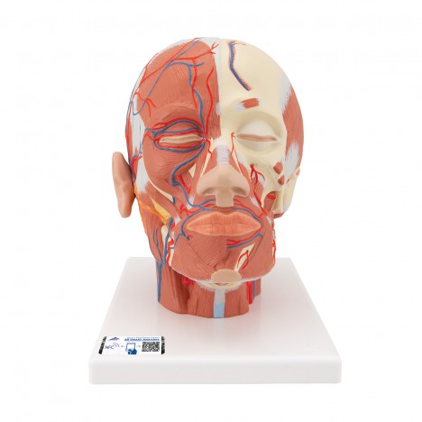 Musculature de la tête et vaisseaux sanguins - 3B Smart Anatomy