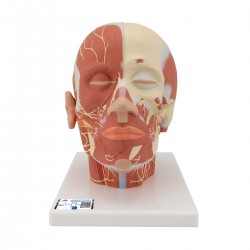 Musculature de la tête et nerfs - 3B Smart Anatomy