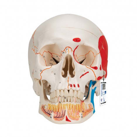 Crâne classique avec mâchoire ouverte, peint, 3 parties - 3B Smart Anatomy