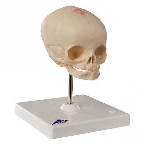 Crâne fœtal, sur support - 3B Smart Anatomy