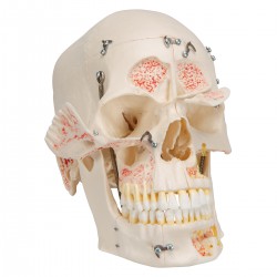 Crâne de démonstration de luxe, 10 pièces - 3B Smart Anatomy