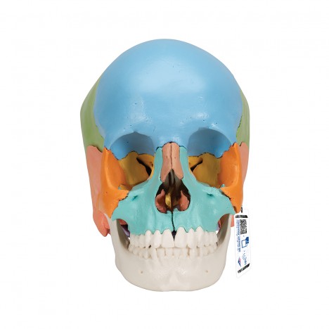 Crâne détachable 3B Scientific® - 22 pièces - version didactique - 3B Smart Anatomy