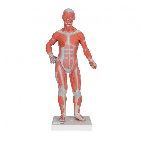 Silhouette musclée, 1/3 de sa taille naturelle - 3B Smart Anatomy