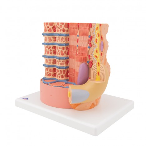 3B MICROanatomie™ Fibre musculaire - à un grossissement de 10 000x