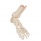 Squelette du pied avec parties du tibia et du péroné articulées de manière flexible - 3B Smart Anatomy