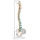 Columna vertebral flexible