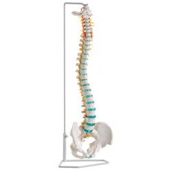 Columna vertebral flexible