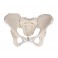 Pelvis femenina, flexible