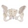 Pelvis femenina, flexible