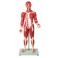 Figura muscular 30 piezas, 85 cm