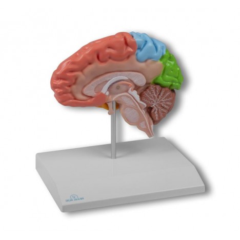 Moitié du cerveau régional, grandeur nature