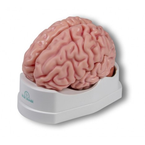 Modelo anatómico del cerebro, tamaño natural, 5 partes.