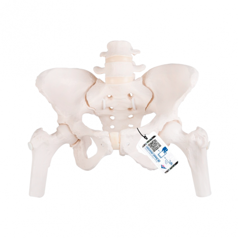 Bassin féminin flexible avec têtes de fémur - 3B Smart Anatomy