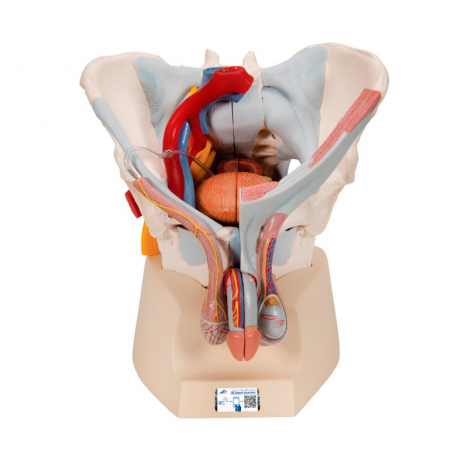 Pelvis masculina con ligamentos, vasos, nervios, suelo pélvico y órganos. 7 piezas. - 3B Smart Anatomy