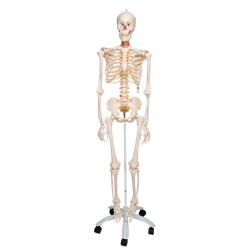 Esqueleto de lujo Fred en soporte de 5 patas con ruedas