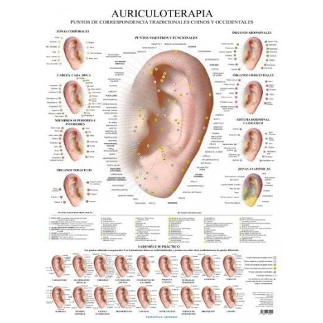 Lamina Auriculoterapia ***ULTIMAS UNIDADES**