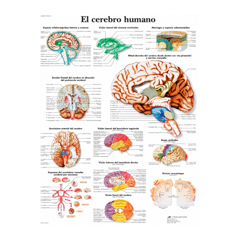 Diapositive sur l'anatomie : épaule et coude