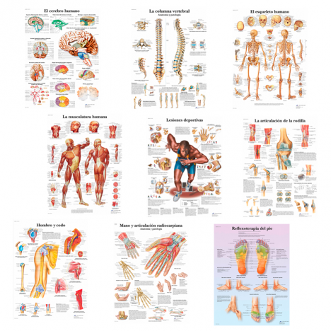 Lámina de anatomía: Hombro y codo